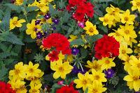 Trixi™ COMBO Prime Time -- As seen @ Ball Horticultural Spring Trials 2016, a Trixi® Combination featuring Namid™ Bidens 'Special Yellow', Lascar® Verbena 'Dark Red' and and Lascar® Verbena 'Dark Violet'