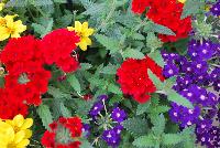 Trixi™ COMBO Prime Time -- As seen @ Ball Horticultural Spring Trials 2016, a Trixi® Combination featuring Namid™ Bidens 'Special Yellow', Lascar® Verbena 'Dark Red' and and Lascar® Verbena 'Dark Violet'