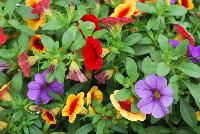 Trixi™ COMBO Carribean Cocktail 17 -- As seen @ Ball Horticultural Spring Trials 2016, a Trixi® Combination featuring three MiniFamous® Calibrachoa: 'Vampire', 'Compact Blue' and 'Neo Orange with Red Eye'