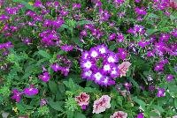 Trixi™ COMBO Electric Avenue -- As seen @ Ball Horticultural Spring Trials 2016, a Trixi® Combination featuring MiniFamous® Double Calibrachoa 'Double Pink Vein', Magadi™ Lobelia 'Electric Purple' and Blues™ Verbena 'Violet with Eye' (new).