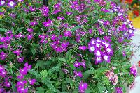 Trixi™ COMBO Electric Avenue -- As seen @ Ball Horticultural Spring Trials 2016, a Trixi® Combination featuring MiniFamous® Double Calibrachoa 'Double Pink Vein', Magadi™ Lobelia 'Electric Purple' and Blues™ Verbena 'Violet with Eye' (new).