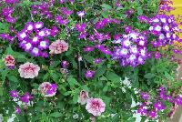 Trixi™ COMBO Electric Avenue -- As seen @ Ball Horticultural Spring Trials 2016, a Trixi® Combination featuring MiniFamous® Double Calibrachoa 'Double Pink Vein', Magadi™ Lobelia 'Electric Purple' and Blues™ Verbena 'Violet with Eye' (new).