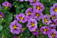 StarShine™ Calibrachoa hybrida Violet -- As seen @ Ball Horticultural Spring Trials 2016, the new StarShine™ Calibrachoa, a  novelty, grower-friendly series that has stable, WOW star patterns and strong greenhouse and garden performance.  Truly striking in hanging baskets.  Height: 8-10 inches.  Spread: 12-14 inches.