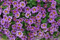StarShine™ Calibrachoa hybrida Violet -- As seen @ Ball Horticultural Spring Trials 2016, the new StarShine™ Calibrachoa, a  novelty, grower-friendly series that has stable, WOW star patterns and strong greenhouse and garden performance.  Truly striking in hanging baskets.  Height: 8-10 inches.  Spread: 12-14 inches.