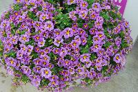 StarShine™ Calibrachoa hybrida Violet -- As seen @ Ball Horticultural Spring Trials 2016, the new StarShine™ Calibrachoa, a  novelty, grower-friendly series that has stable, WOW star patterns and strong greenhouse and garden performance.  Truly striking in hanging baskets.  Height: 8-10 inches.  Spread: 12-14 inches.