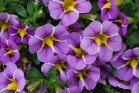 StarShine™ Calibrachoa hybrida Violet -- As seen @ Ball Horticultural Spring Trials 2016, the new StarShine™ Calibrachoa, a  novelty, grower-friendly series that has stable, WOW star patterns and strong greenhouse and garden performance.  Truly striking in hanging baskets.  Height: 8-10 inches.  Spread: 12-14 inches.