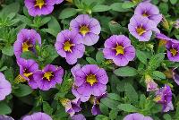 StarShine™ Calibrachoa hybrida Blue -- As seen @ Ball Horticultural Spring Trials 2016, the new StarShine™ Calibrachoa, a  novelty, grower-friendly series that has stable, WOW star patterns and strong greenhouse and garden performance.  Truly striking in hanging baskets.  Height: 8-10 inches.  Spread: 12-14 inches.