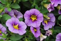 StarShine™ Calibrachoa hybrida Blue -- As seen @ Ball Horticultural Spring Trials 2016, the new StarShine™ Calibrachoa, a  novelty, grower-friendly series that has stable, WOW star patterns and strong greenhouse and garden performance.  Truly striking in hanging baskets.  Height: 8-10 inches.  Spread: 12-14 inches.