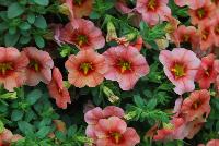 StarShine™ Calibrachoa hybrida Apricot -- As seen @ Ball Horticultural Spring Trials 2016, the new StarShine™ Calibrachoa, a  novelty, grower-friendly series that has stable, WOW star patterns and strong greenhouse and garden performance.  Truly striking in hanging baskets.  Height: 8-10 inches.  Spread: 12-14 inches.