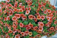 StarShine™ Calibrachoa hybrida Apricot -- As seen @ Ball Horticultural Spring Trials 2016, the new StarShine™ Calibrachoa, a  novelty, grower-friendly series that has stable, WOW star patterns and strong greenhouse and garden performance.  Truly striking in hanging baskets.  Height: 8-10 inches.  Spread: 12-14 inches.