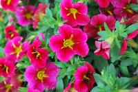 StarShine™ Calibrachoa hybrida Cherry -- As seen @ Ball Horticultural Spring Trials 2016, the new StarShine™ Calibrachoa, a  novelty, grower-friendly series that has stable, WOW star patterns and strong greenhouse and garden performance.  Truly striking in hanging baskets.  Height: 8-10 inches.  Spread: 12-14 inches.