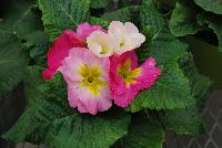  Primula acaulis Sweet 16 -- As seen @ Ball Horticultural Spring Trials 2016, from Ball Ingenuity™ the new 'Sweet 16' Primula acaulis, a unique primula with extremely large flowers which is early to flower and has a unique color range.  Blooms open white, change to pink, then finish rose!  Height: 5 inches.  Spread: 7 inches.  Supplied as raw seed.