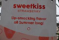  Strawberry (Fragaria) Sweet Kiss -- New from Ball Ingenuity® as seen @ Ball Horticultural Spring Trials 2016.  The new 'Sweet Kiss' Strawberry with lip-smacking flavor all summer long. This ever-bearing plant yields large, dark-red fruit from June until frost.  Its great flavor beats other berries in blind taste tests.  It loves at least 6 hours of sun a day with a height of 6-8 inches, spreading 24-36 inches.