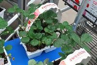  Strawberry (Fragaria) Sweet Kiss -- New from Ball Ingenuity® as seen @ Ball Horticultural Spring Trials 2016.  The new 'Sweet Kiss' Strawberry with lip-smacking flavor all summer long. This ever-bearing plant yields large, dark-red fruit from June until frost.  Its great flavor beats other berries in blind taste tests.  It loves at least 6 hours of sun a day with a height of 6-8 inches, spreading 24-36 inches.