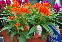 Twisted™ Celosia cristata Orange -- New from Ball Ingenuity® as seen @ Ball Horticultural Spring Trials 2016.  The new 'Twisted™ series of Celosia cristata offering all season garden performance with two new colors: 'Orange' which offers a bold new color for fall, and the new 'Red Improved' which has better branching and a more uniform habit than the original version.  Height: 16-20 inches.  Spread: 12-14 inches. Supplied as unrooted cuttings and rooted liners.