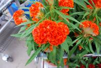 Twisted™ Celosia cristata Orange -- New from Ball Ingenuity® as seen @ Ball Horticultural Spring Trials 2016.  The new 'Twisted™ series of Celosia cristata offering all season garden performance with two new colors: 'Orange' which offers a bold new color for fall, and the new 'Red Improved' which has better branching and a more uniform habit than the original version.  Height: 16-20 inches.  Spread: 12-14 inches. Supplied as unrooted cuttings and rooted liners.