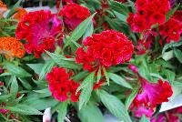 Twisted™ Celosia cristata Rainbow -- New from Ball Ingenuity® as seen @ Ball Horticultural Spring Trials 2016.  The new 'Twisted™ series of Celosia cristata offering all season garden performance with two new colors: 'Orange' which offers a bold new color for fall, and the new 'Red Improved' which has better branching and a more uniform habit than the original version.  Height: 16-20 inches.  Spread: 12-14 inches. Supplied as unrooted cuttings and rooted liners.