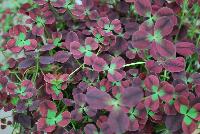 Limerick™ Trifolium Isabella -- From Ball Ingenuity® as seen @ Ball Horticultural Spring Trials 2016.  The series of Limerick™ Trifolium which are great component plants for combinations.  The new 'Debbie' is the darkest color in the series showing burgundy with light green edges.  The new 'Leonore' is the lightest in the series with a unique bicolor of almost white with a red center.  Height: 4 inches.  Spread: 8-10 inches.  Supplied as 100- and 300-cell liners.