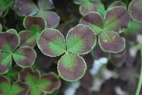 Limerick™ Trifolium Debbie -- New from Ball Ingenuity® as seen @ Ball Horticultural Spring Trials 2016.  The new series of Limerick™ Trifolium which are great component plants for combinations.  The new 'Debbie' is the darkest color in the series showing burgundy with light green edges.  The new 'Leonore' is the lightest in the series with a unique bicolor of almost white with a red center.  Height: 4 inches.  Spread: 8-10 inches.  Supplied as 100- and 300-cell liners.