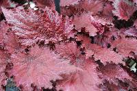 Jurassic™ Begonia x tuberhybrida Red Splash -- From Ball Ingenuity® as seen @ Ball Horticultural Spring Trials 2016.  Jurassic™ Rex Begonia offering colossal color for deep shade.  Prefers less than 3 hours of sun daily.  Space 6-10 inches apart and watch it grow to a height of 10-16 inches with a spread of 8-12 inches.  This carefree plant with exotic patterns provides striking foliage to fill out beds and containers.  The new 'Red Splash' has a lighter green color with a raspberry-red center and fantastic branching. These bright, cool foliage plants grow in the deepest of shade.  Supplied as liners.