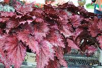 Jurassic™ Begonia x tuberhybrida Red Splash -- From Ball Ingenuity® as seen @ Ball Horticultural Spring Trials 2016.  Jurassic™ Rex Begonia offering colossal color for deep shade.  Prefers less than 3 hours of sun daily.  Space 6-10 inches apart and watch it grow to a height of 10-16 inches with a spread of 8-12 inches.  This carefree plant with exotic patterns provides striking foliage to fill out beds and containers.  The new 'Red Splash' has a lighter green color with a raspberry-red center and fantastic branching. These bright, cool foliage plants grow in the deepest of shade.  Supplied as liners.