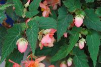 Bon Bon™ Begonia boliviensis Peach -- New from Ball Ingenuity® as seen @ Ball Horticultural Spring Trials 2016.  The new series of Bon Bon™ Begonia boliviensis, a very showy basket begonia which is free-flowering all summer long.  In areas with low humidity, partial to full shade is recommended.  Grows to a height of 10-12 inches with a spread of 14-16 inches.  Supplied as unrooted cuttings and rooted liners.