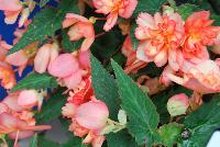 Bon Bon™ Begonia boliviensis Peach -- New from Ball Ingenuity® as seen @ Ball Horticultural Spring Trials 2016.  The new series of Bon Bon™ Begonia boliviensis, a very showy basket begonia which is free-flowering all summer long.  In areas with low humidity, partial to full shade is recommended.  Grows to a height of 10-12 inches with a spread of 14-16 inches.  Supplied as unrooted cuttings and rooted liners.