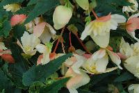 Bon Bon™ Begonia boliviensis Cream -- New from Ball Ingenuity® as seen @ Ball Horticultural Spring Trials 2016.  The new series of Bon Bon™ Begonia boliviensis, a very showy basket begonia which is free-flowering all summer long.  In areas with low humidity, partial to full shade is recommended.  Grows to a height of 10-12 inches with a spread of 14-16 inches.  Supplied as unrooted cuttings and rooted liners.