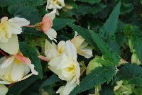 Bon Bon™ Begonia boliviensis Cream -- New from Ball Ingenuity® as seen @ Ball Horticultural Spring Trials 2016.  The new series of Bon Bon™ Begonia boliviensis, a very showy basket begonia which is free-flowering all summer long.  In areas with low humidity, partial to full shade is recommended.  Grows to a height of 10-12 inches with a spread of 14-16 inches.  Supplied as unrooted cuttings and rooted liners.