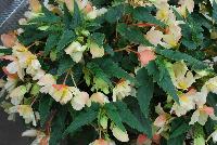 Bon Bon™ Begonia boliviensis Cream -- New from Ball Ingenuity® as seen @ Ball Horticultural Spring Trials 2016.  The new series of Bon Bon™ Begonia boliviensis, a very showy basket begonia which is free-flowering all summer long.  In areas with low humidity, partial to full shade is recommended.  Grows to a height of 10-12 inches with a spread of 14-16 inches.  Supplied as unrooted cuttings and rooted liners.