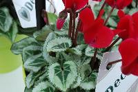 Metis® Cyclamen persicum Deep Magenta Silverleaf -- New from Ball Ingenuity® as seen @ Ball Horticultural Spring Trials 2016.  Unique forms and vibrant colors are the highlight of these heat-tolerant varieties.  Height: 6-10 inches.  Spread: 6-10 inches.