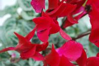 Metis® Cyclamen persicum Deep Magenta Silverleaf -- New from Ball Ingenuity® as seen @ Ball Horticultural Spring Trials 2016.  Unique forms and vibrant colors are the highlight of these heat-tolerant varieties.  Height: 6-10 inches.  Spread: 6-10 inches.