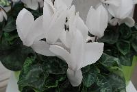 Halios® Cyclamen persicum HD White -- New from Ball Ingenuity® as seen @ Ball Horticultural Spring Trials 2016.  Unique forms and vibrant colors are the highlight of these heat-tolerant varieties.  Height: 14-16 inches.  Spread: 12-16 inches. From Morel Diffusion @  Cyclamen.com