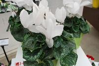 Halios® Cyclamen persicum HD White -- New from Ball Ingenuity® as seen @ Ball Horticultural Spring Trials 2016.  Unique forms and vibrant colors are the highlight of these heat-tolerant varieties.  Height: 14-16 inches.  Spread: 12-16 inches. From Morel Diffusion @  Cyclamen.com