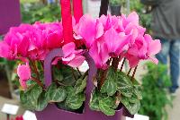 Smartiz® Cyclamen persicum Rose -- New from Ball Ingenuity® as seen @ Ball Horticultural Spring Trials 2016.  Unique forms and vibrant colors are the highlight of these heat-tolerant varieties.  Height: 6-8 inches.  Spread: 4-8 inches. From Morel Diffusion @  Cyclamen.com