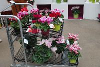  Cyclamen persicum  -- From Ball Ingenuity® as seen @ Ball Horticultural Spring Trials 2016:  Morel Diffusion Cyclamen on full display.