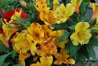 Colorita Alstromeria x hybrida Ariane -- From Ball Ingenuity® as seen @ Ball Horticultural Spring Trials 2016:  the new Colorita Alstroemeria featuring programmable, premium annuals that provide lots of blooms for lots of color.  New “feline' has a large flower and deep pink color.  The new 'Lauren' has a large, clear white flower that blooms early.  Height: 12-16 inches.  Spread: 10-14 inches.  Supplied as liners produced from tissue culture.