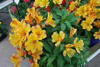 Colorita Alstromeria x hybrida Ariane -- From Ball Ingenuity® as seen @ Ball Horticultural Spring Trials 2016:  the new Colorita Alstroemeria featuring programmable, premium annuals that provide lots of blooms for lots of color.  New “feline' has a large flower and deep pink color.  The new 'Lauren' has a large, clear white flower that blooms early.  Height: 12-16 inches.  Spread: 10-14 inches.  Supplied as liners produced from tissue culture.