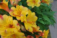 Colorita Alstromeria x hybrida Ariane -- From Ball Ingenuity® as seen @ Ball Horticultural Spring Trials 2016:  the new Colorita Alstroemeria featuring programmable, premium annuals that provide lots of blooms for lots of color.  New “feline' has a large flower and deep pink color.  The new 'Lauren' has a large, clear white flower that blooms early.  Height: 12-16 inches.  Spread: 10-14 inches.  Supplied as liners produced from tissue culture.