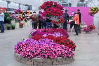   -- As seen @ Ball Horticultural Spring Trials 2016.  Plenty of color and new ideas sprouting.