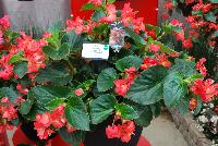 Megawatt™ Begonia F1, interspecific Red Green Leaf -- New from PanAmerican Seed® as seen @ Ball Horticultural Spring Trials 2016:  the Megawatt™ series of F1 Begonia, 'Red Green Leaf' featuring sturdy stems that hold flowers above foliage for superior shows versus others.  Plug into huge growing power!  Megawatt™ Bronze Leaf varieties finish 5 – 15 days faster than competition.  'Pink Bronze Leaf' is unique to this type – a 'Must have” color!  Super uniform and programmable – glows with premium, easy color in landscapes, baskets and big tubs from spring to fall.  Height: 2028 inches. Spread: 16-24 inches.  Supplied as pelleted seed.