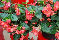Megawatt™ Begonia F1, interspecific Red Green Leaf -- New from PanAmerican Seed® as seen @ Ball Horticultural Spring Trials 2016:  the Megawatt™ series of F1 Begonia, 'Red Green Leaf' featuring sturdy stems that hold flowers above foliage for superior shows versus others.  Plug into huge growing power!  Megawatt™ Bronze Leaf varieties finish 5 – 15 days faster than competition.  'Pink Bronze Leaf' is unique to this type – a 'Must have” color!  Super uniform and programmable – glows with premium, easy color in landscapes, baskets and big tubs from spring to fall.  Height: 2028 inches. Spread: 16-24 inches.  Supplied as pelleted seed.