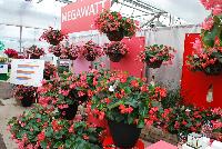 Megawatt™ Begonia F1, interspecific  -- New from PanAmerican Seed® as seen @ Ball Horticultural Spring Trials 2016:  the Megawatt™ series of F1 Begonia, 'Red Green Leaf' featuring sturdy stems that hold flowers above foliage for superior shows versus others.  Plug into huge growing power!  Megawatt™ Bronze Leaf varieties finish 5 – 15 days faster than competition.  'Pink Bronze Leaf' is unique to this type – a 'Must have” color!  Super uniform and programmable – glows with premium, easy color in landscapes, baskets and big tubs from spring to fall.  Height: 2028 inches. Spread: 16-24 inches.  Supplied as pelleted seed.