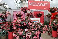 Megawatt™ Begonia F1, interspecific  -- New from PanAmerican Seed® as seen @ Ball Horticultural Spring Trials 2016:  the Megawatt™ series of F1 Begonia, 'Red Green Leaf' featuring sturdy stems that hold flowers above foliage for superior shows versus others.  Plug into huge growing power!  Megawatt™ Bronze Leaf varieties finish 5 – 15 days faster than competition.  'Pink Bronze Leaf' is unique to this type – a 'Must have” color!  Super uniform and programmable – glows with premium, easy color in landscapes, baskets and big tubs from spring to fall.  Height: 2028 inches. Spread: 16-24 inches.  Supplied as pelleted seed.
