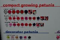  Petunia  -- From PanAmerican Seed® as seen @ Ball Horticultural Spring Trials 2016:  A chart of standard vs. compact vs. decorator vs. Wave® vs. double petunias available.