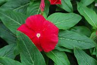 Titan™ Vinca Catharanthus roseus Really Red -- From PanAmerican Seed® as seen @ Ball Horticultural Spring Trials 2016:  New Upright F1 Vinca in the Titan™ Series offering robust plants that flower up to 2 weeks faster than other Vinca with up to 50% larger blooms in cooler temperatures.  The new 'Blush Improved' has a richer color and holds up better in the Southeastern US and does not fade to eye; retains its large eye.  'Really Red' is a top-selling color and a key color for landscapers.  Height: 14-16 inches.  Spread: 10-12 inches.