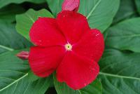 Titan™ Vinca Catharanthus roseus Really Red -- From PanAmerican Seed® as seen @ Ball Horticultural Spring Trials 2016:  New Upright F1 Vinca in the Titan™ Series offering robust plants that flower up to 2 weeks faster than other Vinca with up to 50% larger blooms in cooler temperatures.  The new 'Blush Improved' has a richer color and holds up better in the Southeastern US and does not fade to eye; retains its large eye.  'Really Red' is a top-selling color and a key color for landscapers.  Height: 14-16 inches.  Spread: 10-12 inches.