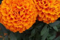 Marvel Marigold Tagetes erecta Orange Improved -- From PanAmerican Seed® as seen @ Ball Horticultural Spring Trials 2016:  A new Marvel F1 African Marigold 'Orange Improved' with better. Height, habit and double flower form.  Best mid-height African marigold, ideal for landscape programs – proven Botrytis tolerance, longer-lasting blooms, extra-sturdy stems.   Height: 18 inches.  Spread: 10 inches.