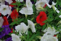 Wave® Medleys® Petunia spreading Red, White and Blues -- From PanAmerican Seed® as seen @ Ball Horticultural Spring Trials 2016.