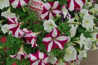 Wave® Medleys® Petunia spreading Twinkle Twinkle -- From PanAmerican Seed® as seen @ Ball Horticultural Spring Trials 2016.